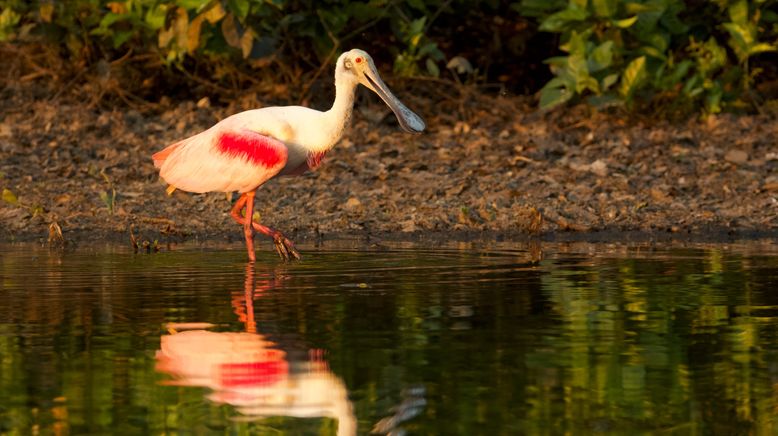 Wildes Pantanal