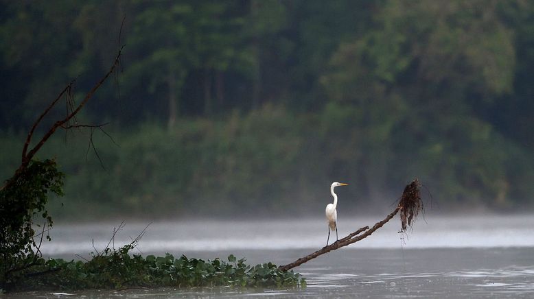 Kinabatangan, der Amazonas des Ostens