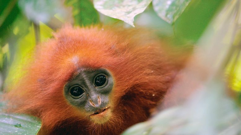 Kinabatangan, der Amazonas des Ostens