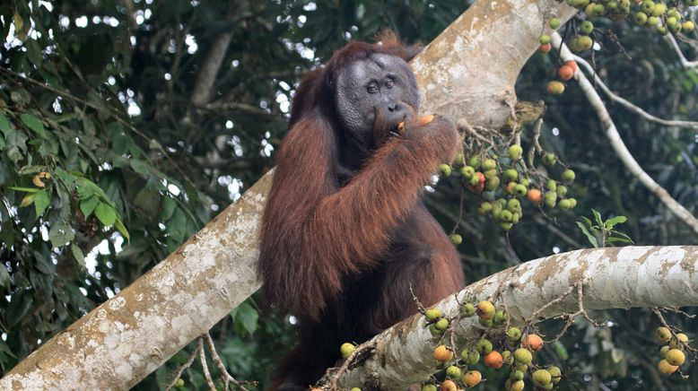 Borneos geheime Wildnis