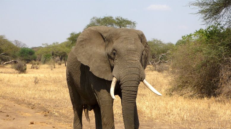 Löwe vs. Elefant: Rivalen des Tierreichs
