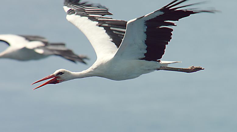 Zugvögel