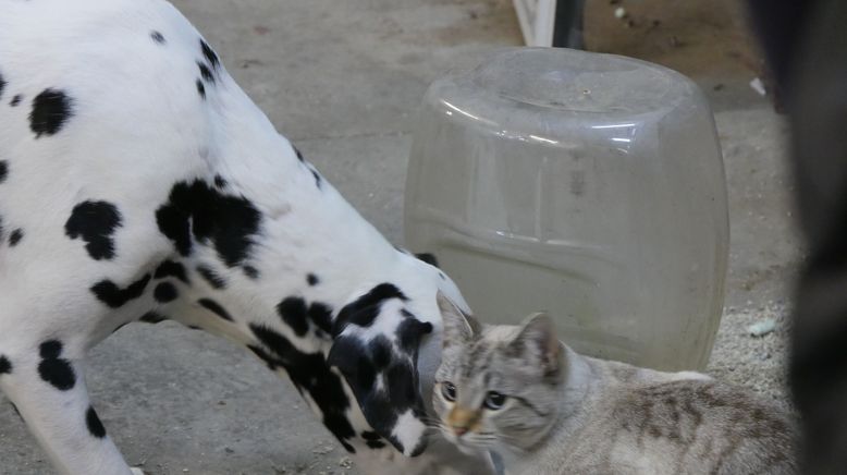 Tierische Freundschaften