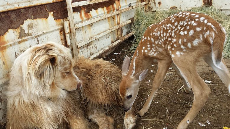 Tierische Freundschaften