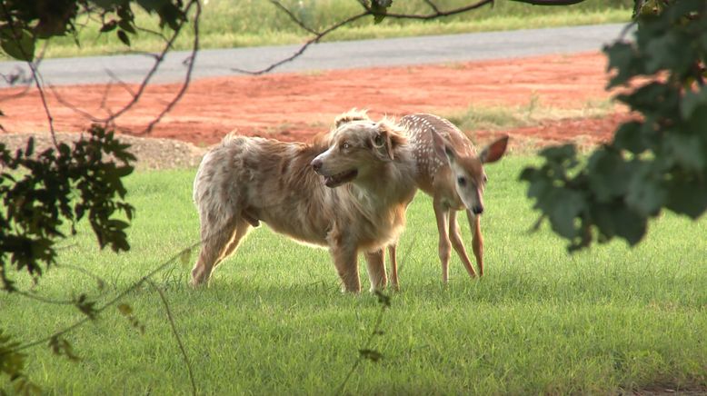 Tierische Freundschaften