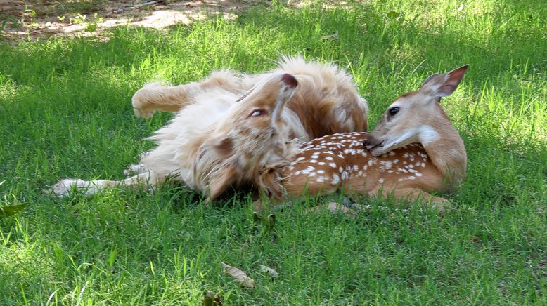 Tierische Freundschaften