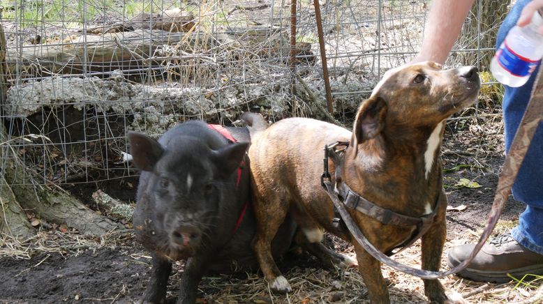 Tierische Freundschaften