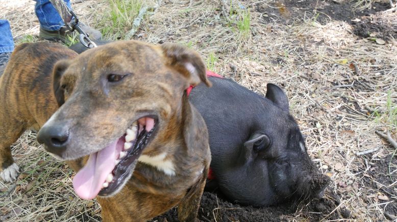 Tierische Freundschaften