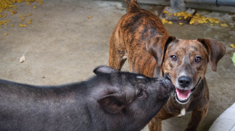 Tierische Freundschaften