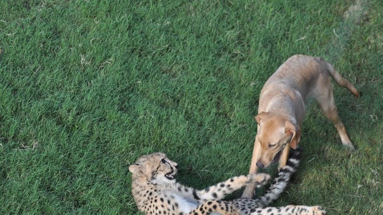 Tierische Freundschaften