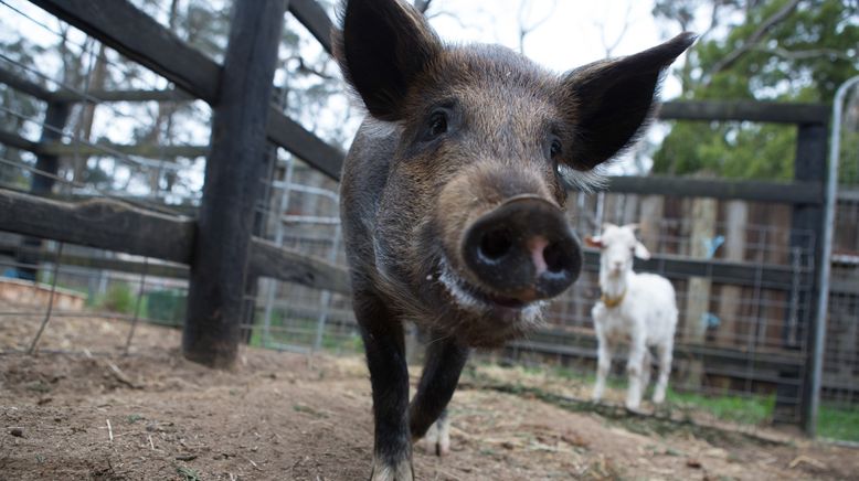 Tierische Freundschaften