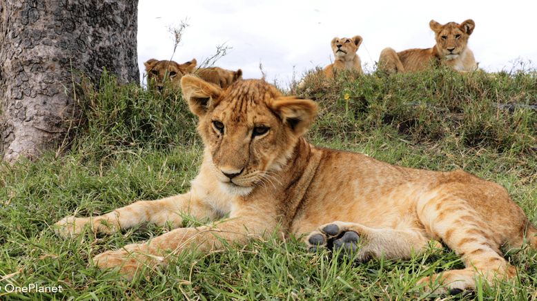 Tierbabys in Afrika