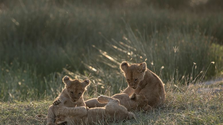 Tierbabys in Afrika