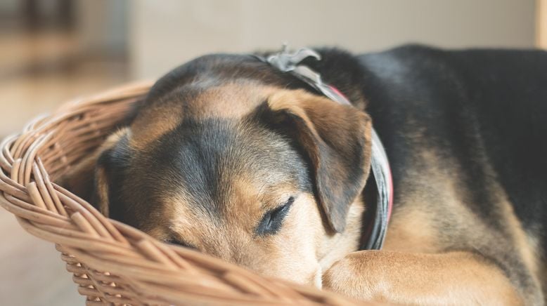 Der Hund - Des Menschen bester Freund