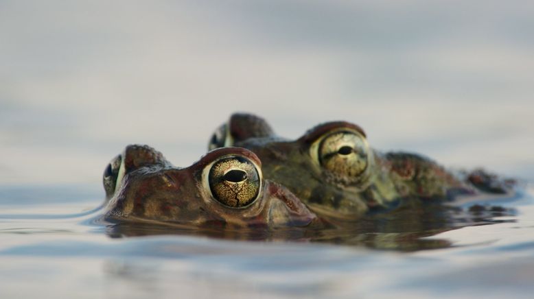 Afrikas wilde Tierwelt