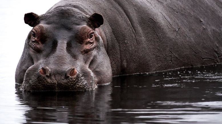 Afrikas wilde Tierwelt