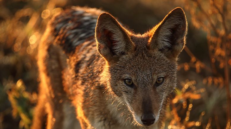 Afrikas wilde Tierwelt