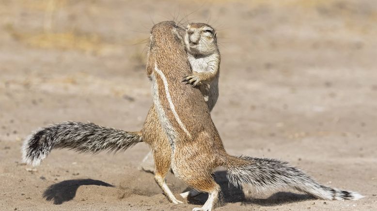 Afrikas wilde Tierwelt