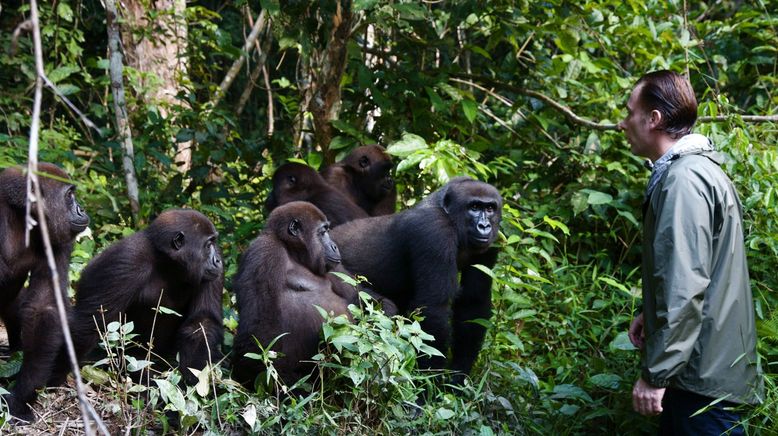 Die Gorilla-Schule