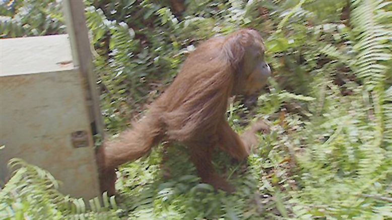 Kinabatangan, der Amazonas des Ostens