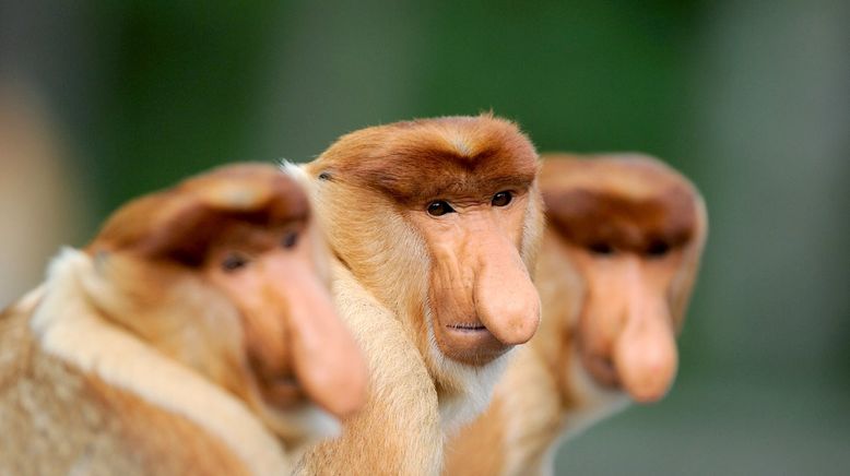 Kinabatangan, der Amazonas des Ostens