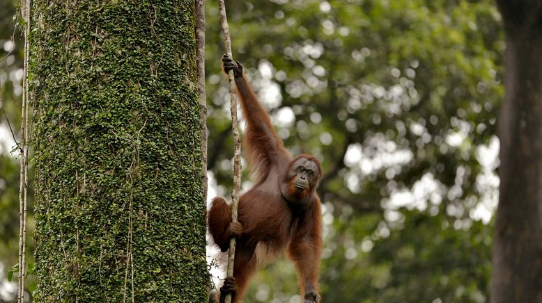 Kinabatangan, der Amazonas des Ostens