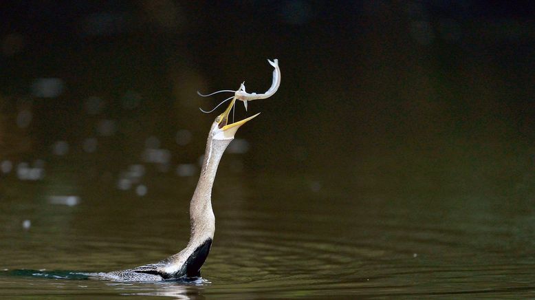 Kinabatangan, der Amazonas des Ostens