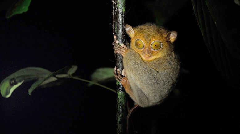 Kinabatangan, der Amazonas des Ostens