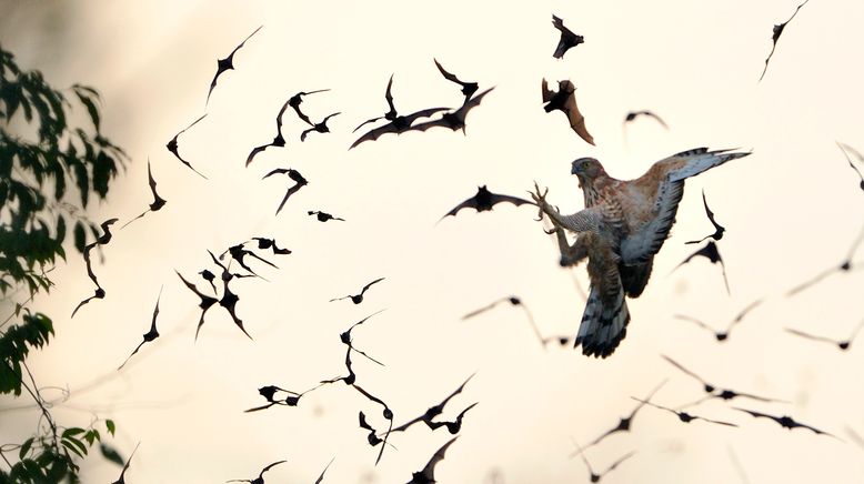 Kinabatangan, der Amazonas des Ostens