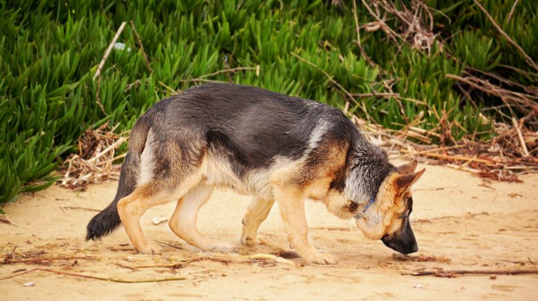 Amerikas heiße Grenze: Die Hundestaffel