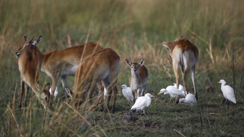 Afrikas wilde Tierwelt