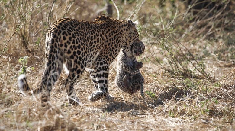 Afrikas wilde Tierwelt