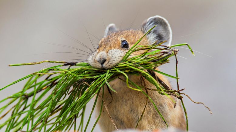 Tierische Rebellen