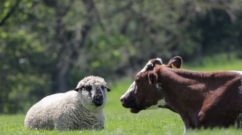 Fantastische Tierfreundschaften