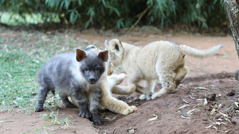 Fantastische Tierfreundschaften