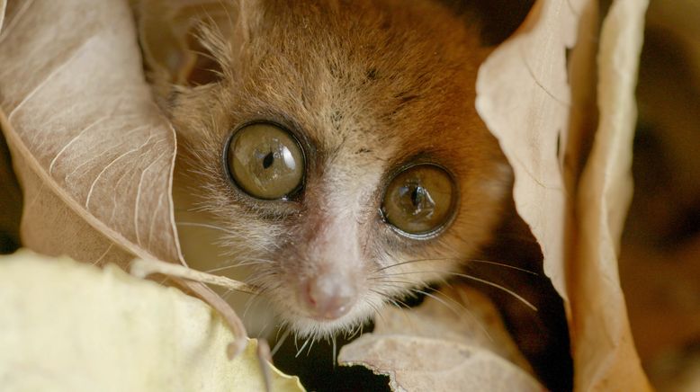 Unbekanntes Madagaskar