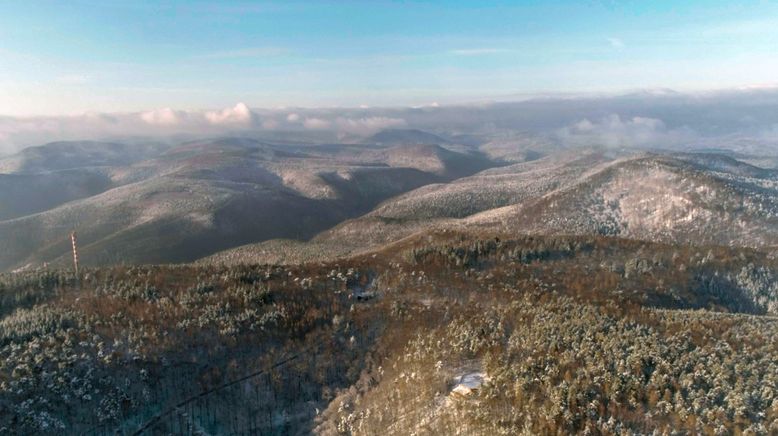 Der Pfälzerwald rund ums Jahr