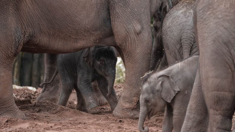 Zoo und so - Tierisch wild!