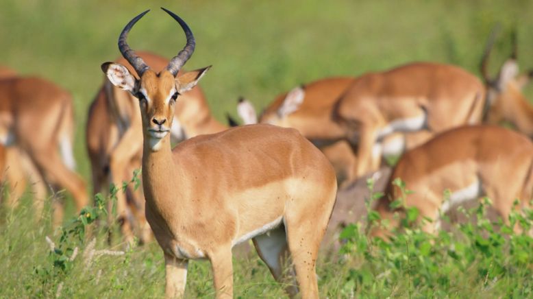 Afrikas tödlichste Jäger