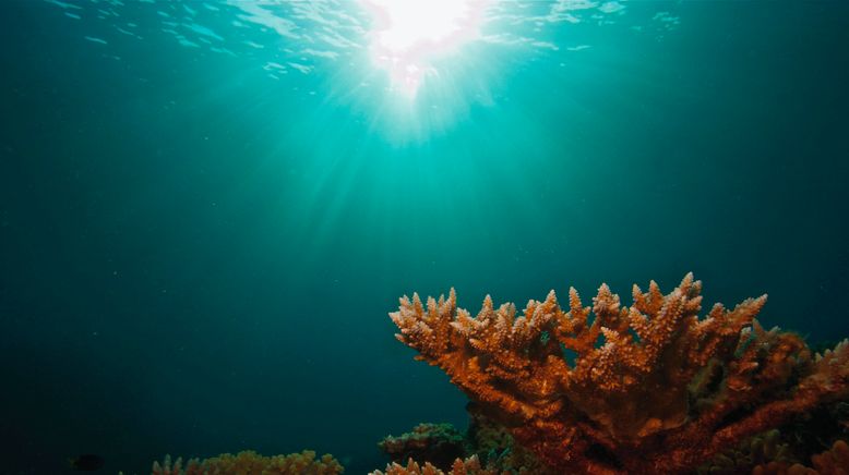 David Attenboroughs Great Barrier Reef