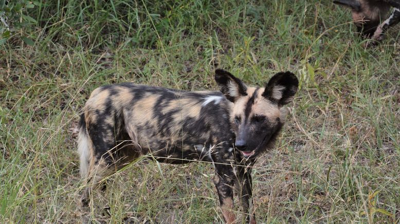 Wildes Südafrika