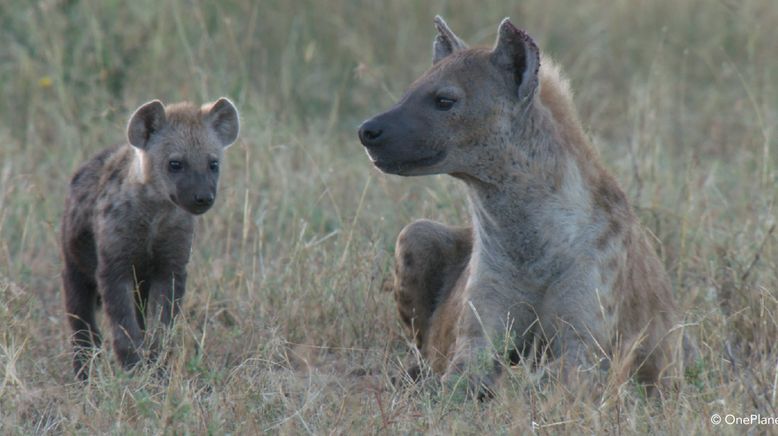 Tierbabys in Afrika