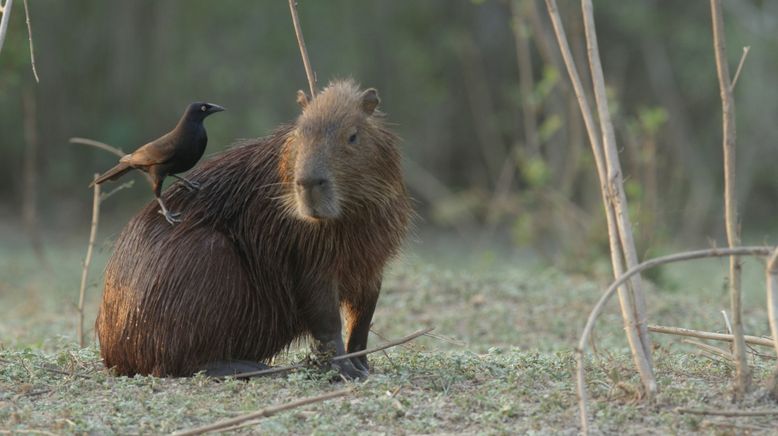 Südamerikas tierische Freaks